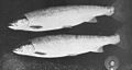 FMIB 49607 2-lb Sea-trout, caught in the Tay 5th February 1907.jpeg