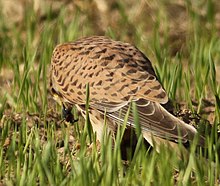 Femelle mangeant un coléoptère, Israël.