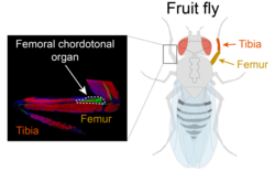 FeCO schematic-02.png