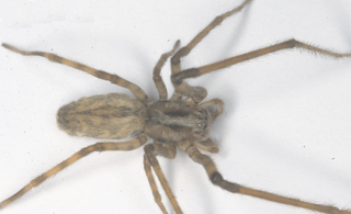 <i>Fecenia</i> Genus of spiders