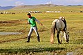 * Nomination Naadam festival on the steppe, on the outskirts of Ulan Bator. Mongolia. Mongolian horse and rider. --Halavar 18:05, 12 May 2014 (UTC) * Promotion Ok --Poco a poco 20:24, 12 May 2014 (UTC)