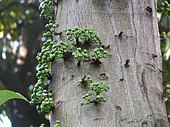 Ficus variegata i Hong Kong