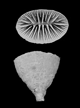 Flabellum (Flabellum) thouarsii