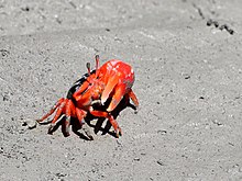 Flame-backed fiddler crab 4878.jpg