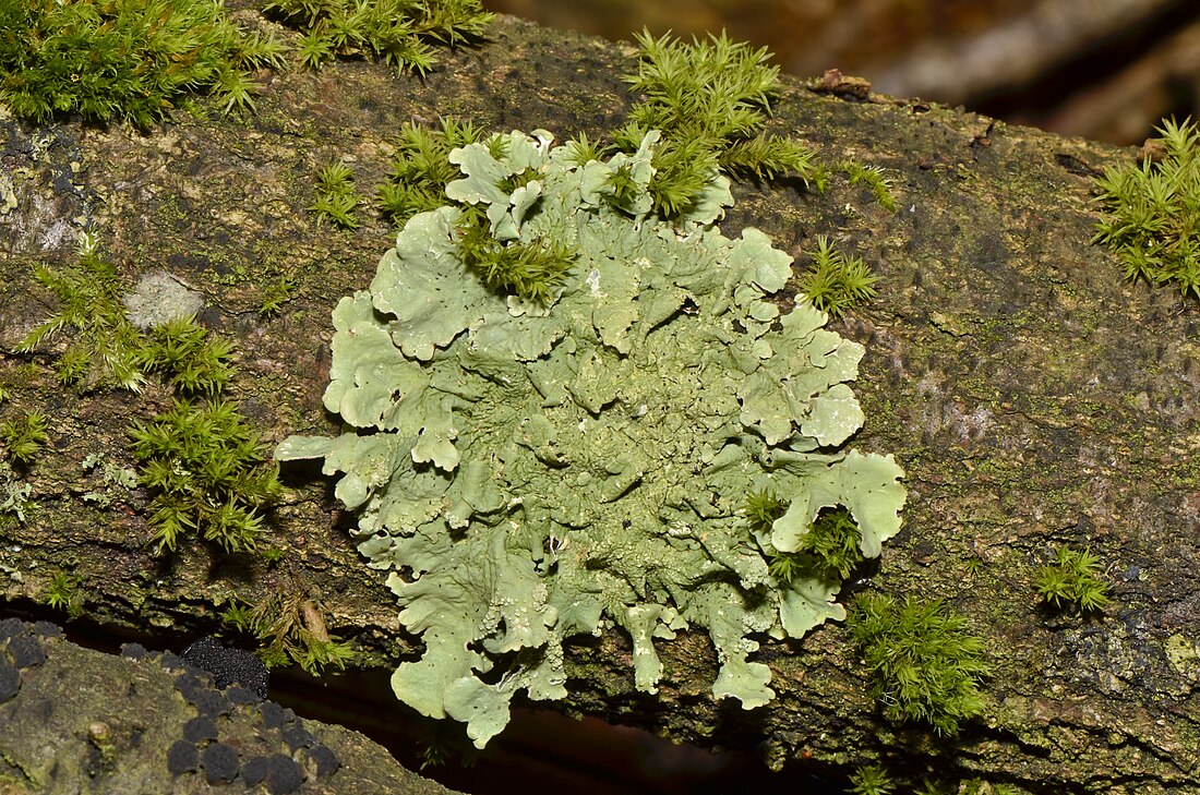 Foliose lichen