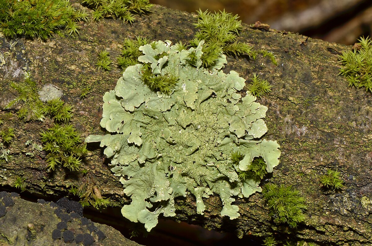 Foliose lichen - Wikipedia