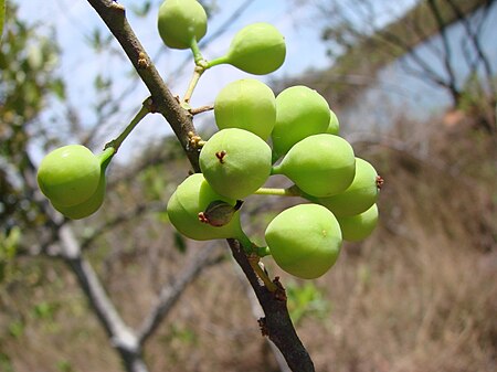 Pera glabrata