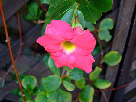 Mandevilla sanderi