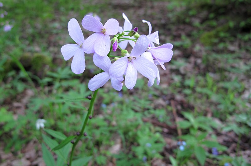 File:Flower in Hřebeny.jpg