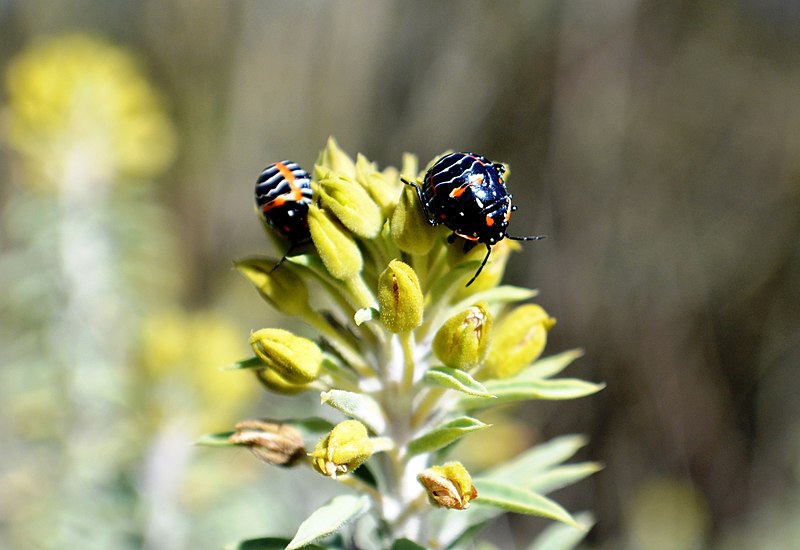 File:Flowers SJWS (20140426-0831).JPG