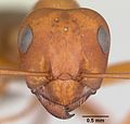 Formica ciliata casent0104876 head 1.jpg