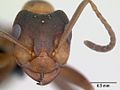 Occiput nettement concave d'une fourmi Formica (coptoformica)
