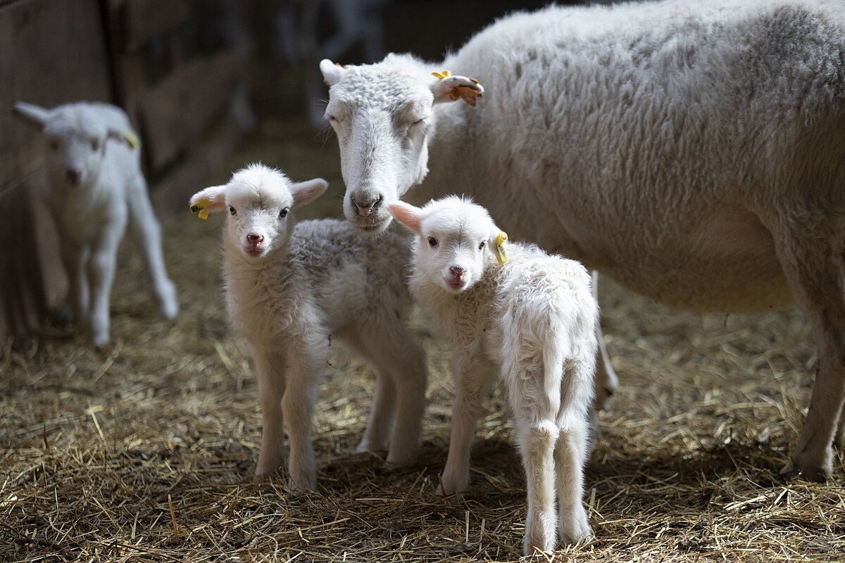 3 lambs