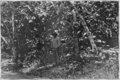 Fotg cocoa d029 cacao harvest in trinidad.png