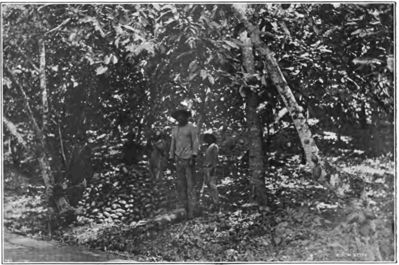 File:Fotg cocoa d029 cacao harvest in trinidad.png