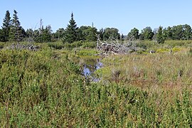 Freeland Boardwalk Trail