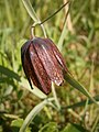 Fritillaria pyrenaica