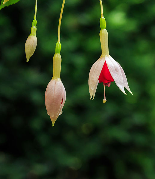 File:Fuchsia 'Land van Beveren' 02.jpg