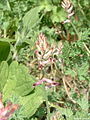 Fumaria officinalis04.jpg