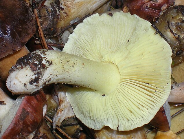 Tricholoma equestre fungo velenoso