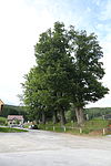 Pedunculate oak group in Piber