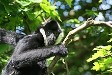 A male Gabriella gibbon2.jpg