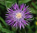 * Nomination Flower of Galactites tomentosa. Lisboa, Portugal. -- Alvesgaspar 15:44, 14 July 2010 (UTC) * Promotion Wonderful, very nice.--Jebulon 15:49, 14 July 2010 (UTC)