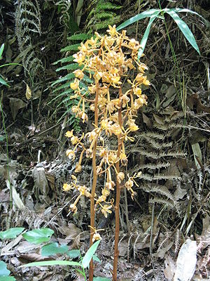 Cyrtosia Orchideen Wikipedia