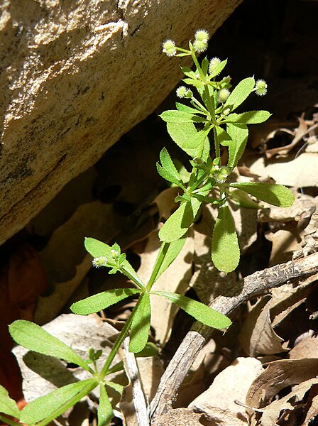 File:Galium aparine 8.jpg