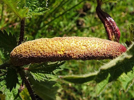 A rust gall covered with aecia Gall on nettle - geograph.org.uk - 947367.jpg