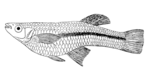 Gambusia punctata.png