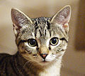 "Gatto_europeo3.jpg" by User:Imm808