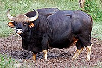 gaur