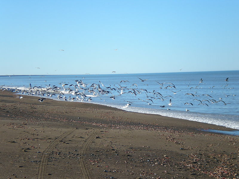 File:Gaviotas partiendo.jpg