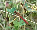 Banded Darter (Sympetrum pedemontanum) Gebänderte Heidelibelle