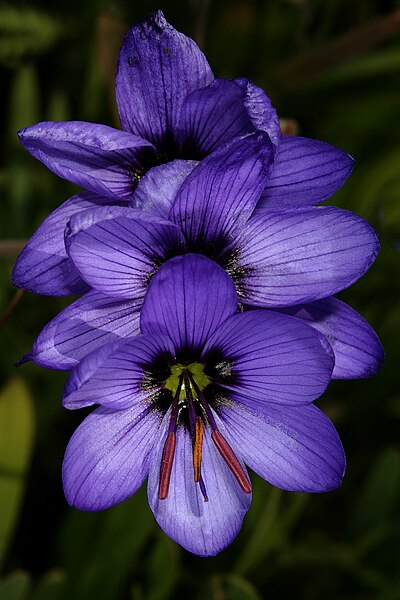 File:Geissorhiza splendidissima 1DS-II 2-2910.jpg