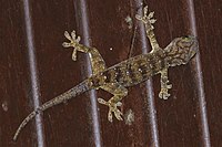 Gekko albofasciolatus