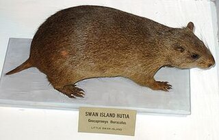 <span class="mw-page-title-main">Little Swan Island hutia</span> Extinct species of rodent