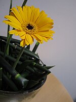 Gerbera