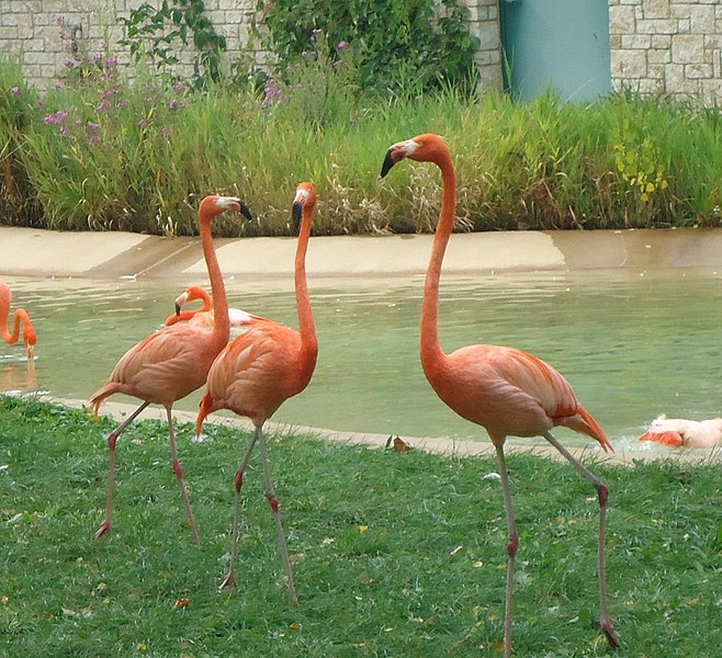 File:Gfp-flamingos.jpg