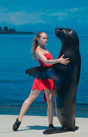 Girl dancing with Fur Seal in Anapa dolphinarium