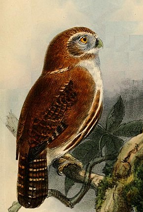 Descrierea imaginii Glaucidium_cobanense_Keulemans.jpg.