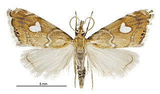 <i>Glaucocharis leucoxantha</i> Species of moth