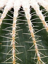 Echinocactus grusonii spine detail at the United States Botanic Gardens