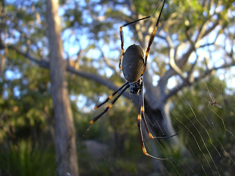 File:Golden Orb Weaver Spider - Sydney.jpg