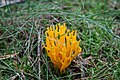 Ramaria aurea