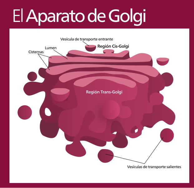 File:Golgi apparatus (standalone version)-es.sv