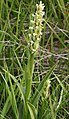 Platanthera hyperborea
