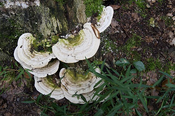 Green-white tree fungus on dead wood