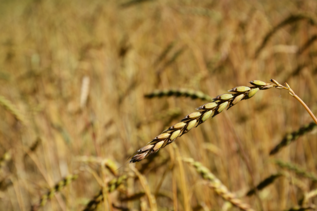 File:Grain 002.png - Wikimedia Commons